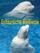 Erstaunliche Weißwale