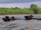 Tausche Büffel gegen Schildkröte