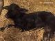 Ein Büffelkälbchen wird adoptiert