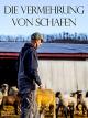 die Vermehrung von Schafen