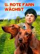 Wo der rote Farn wächst