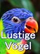 Clip: Lustige Vögel