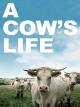 A Cow's Life