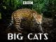 Big CatsSeason 1 [OV]