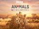 Animals With CamerasSeason 1 [OV]