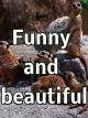 Clip: Funny and beautiful