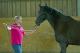 Shire Horse-Stute"Bella" / Wallach"Louis"