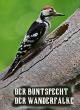 Der Buntspecht/ Der Wanderfalke