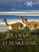 Viva Vicuna! Lamas der Luxusklasse