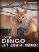 Der Dingo - Ein Wildhund im Fadenkreuz